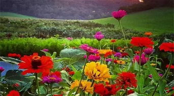 每周營業(yè)兩天，專注精品種子——這個農(nóng)莊讓人流連忘返