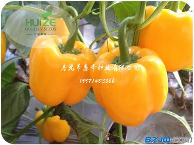 劃算黃椒推薦 價格、廠家與選購指南