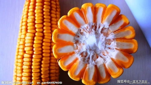緊急提醒 2021年購買玉米種子需謹慎，這些品種已被禁止推廣銷售